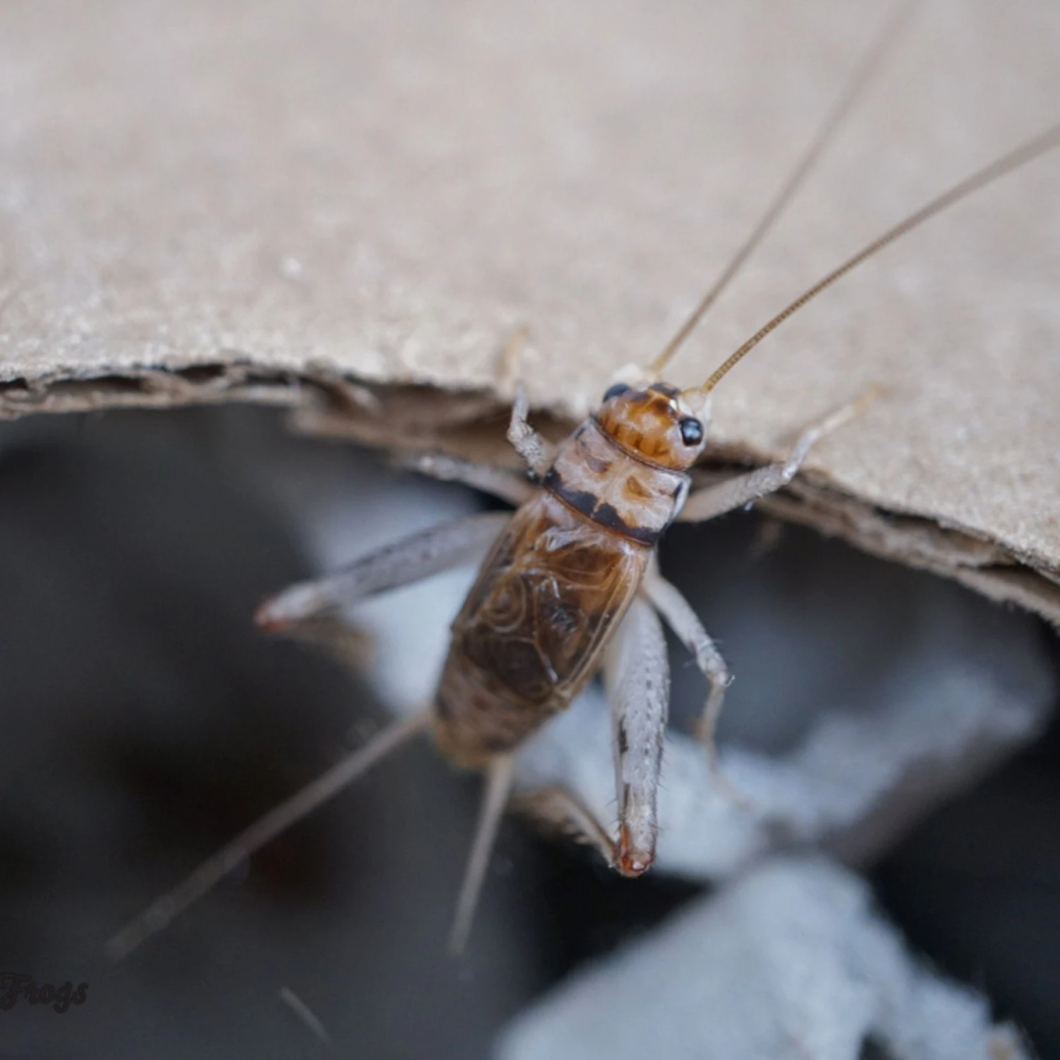 Josh's Frogs Large Adult Banded Crickets Live Feed Reptile Food, 1-in - Image 7