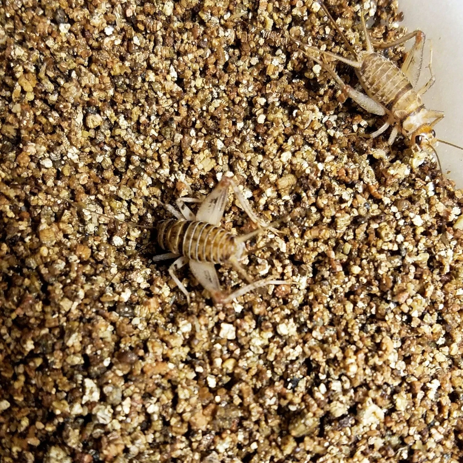 Josh's Frogs Large Adult Banded Crickets Live Feed Reptile Food, 1-in - Image 9