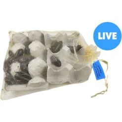 Josh's Frogs Large Orange Head Roaches Live Feed Reptile Food, 1-in+