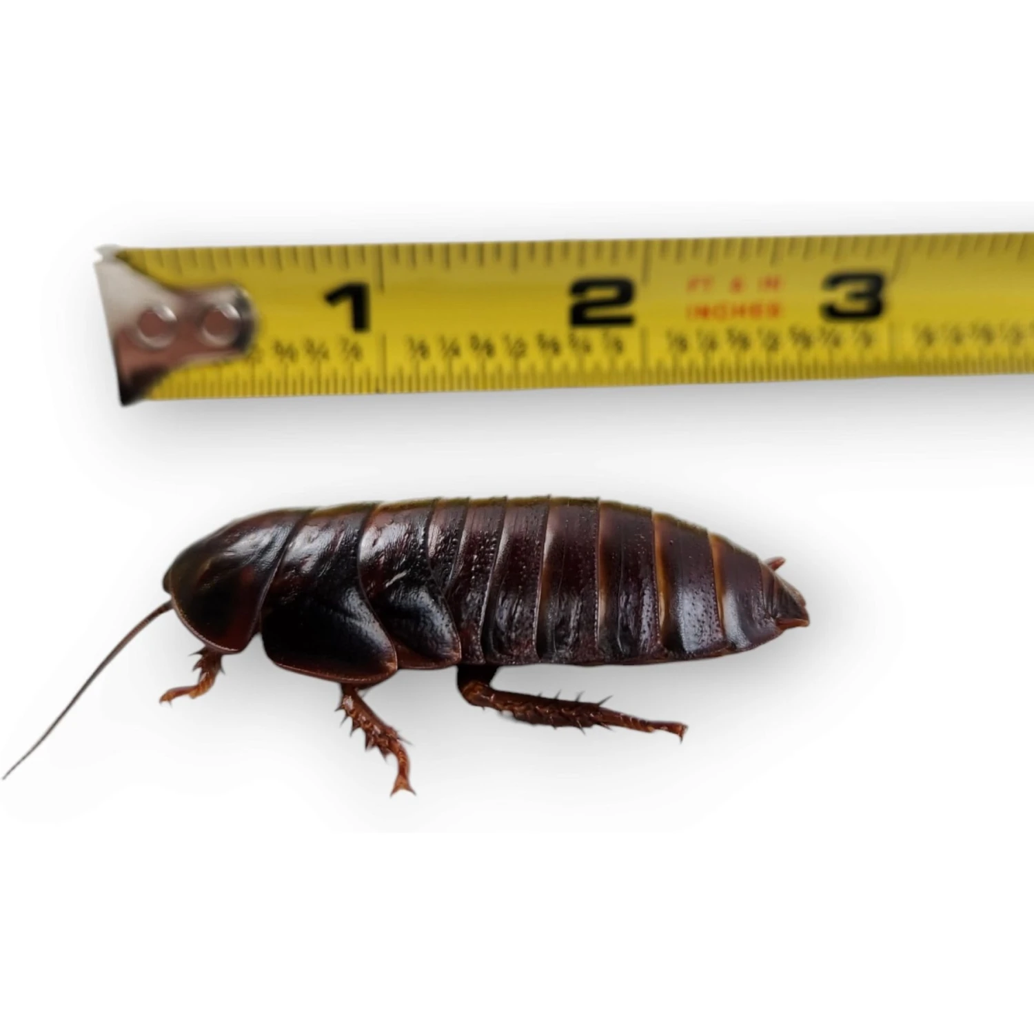 Josh's Frogs Large Orange Head Roaches Live Feed Reptile Food, 1-in+ - Image 4