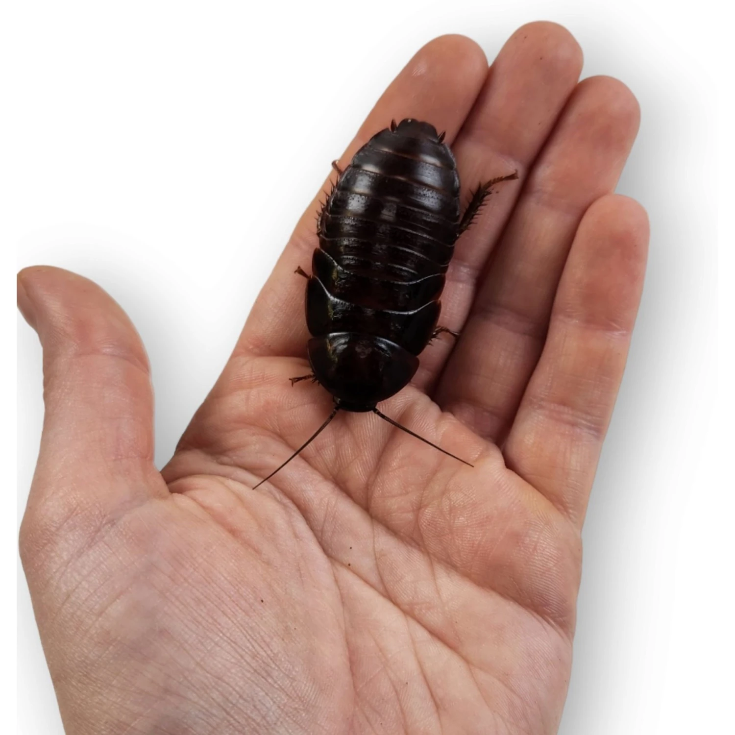 Josh's Frogs Large Orange Head Roaches Live Feed Reptile Food, 1-in+ - Image 6