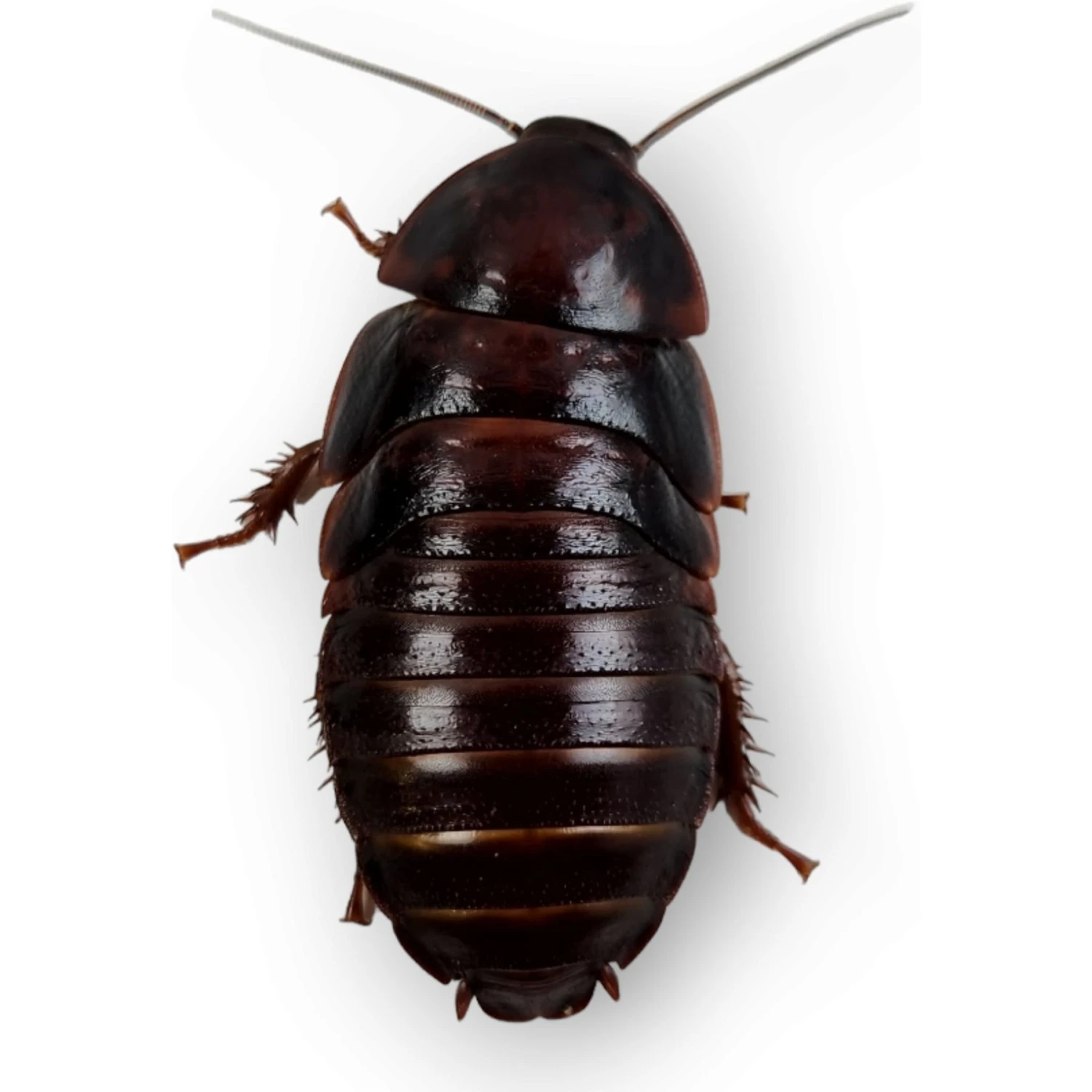 Josh's Frogs Large Orange Head Roaches Live Feed Reptile Food, 1-in+ - Image 7