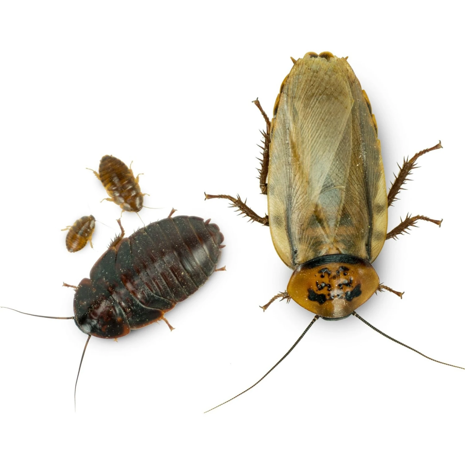 Josh's Frogs Large Orange Head Roaches Live Feed Reptile Food, 1-in+ - Image 9