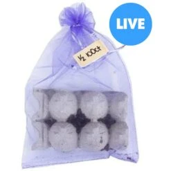 Josh's Frogs Medium Orange Head Roaches Live Feed Reptile Food, 1/2 To 3/4-in