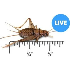 Josh's Frogs Banded Crickets Live Feed Reptile Food, 1/2-in