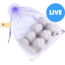 Josh's Frogs Small Orange Head Roaches Live Feed Reptile Food, 1/4 To 1/2-in