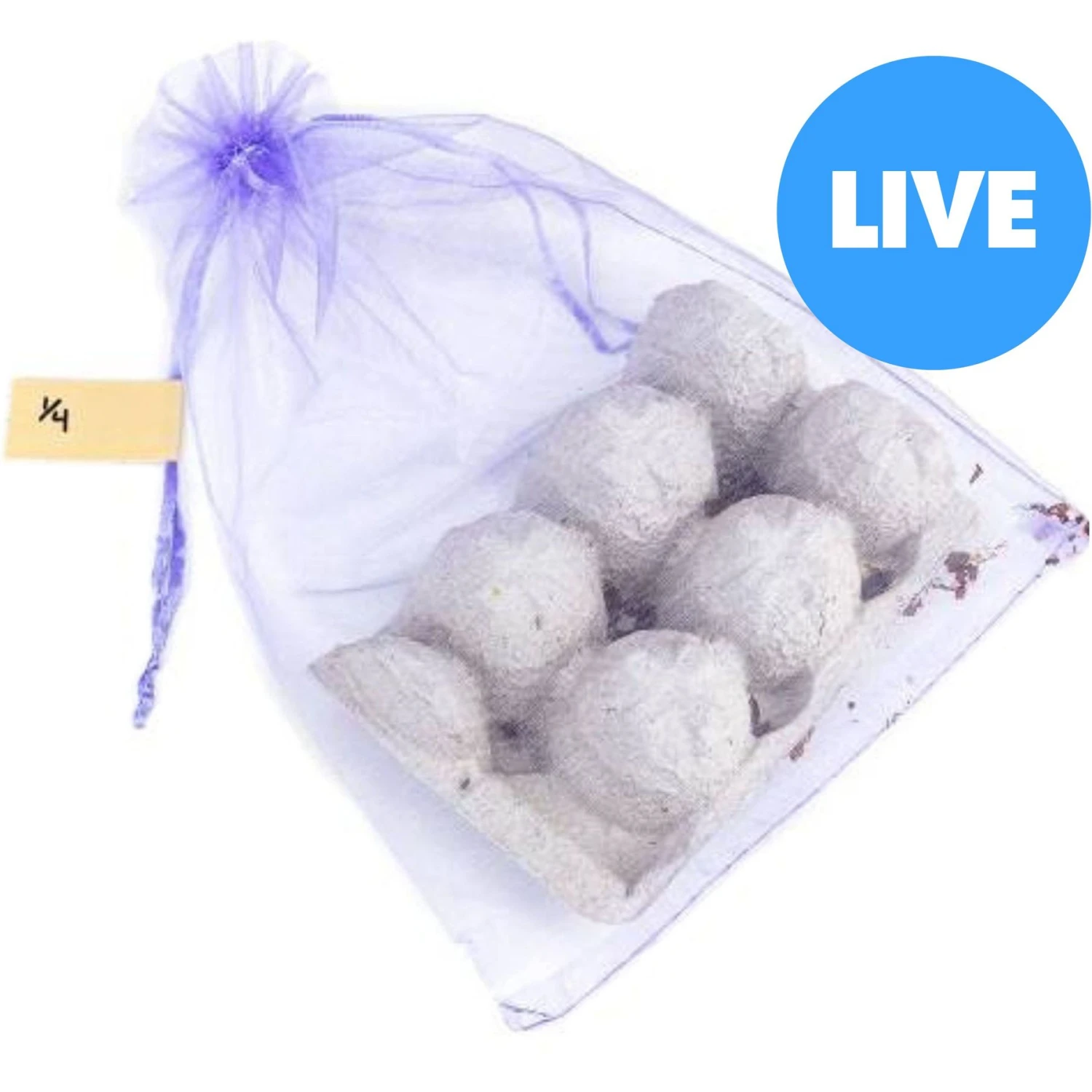 Josh's Frogs Small Orange Head Roaches Live Feed Reptile Food, 1/4 To 1/2-in