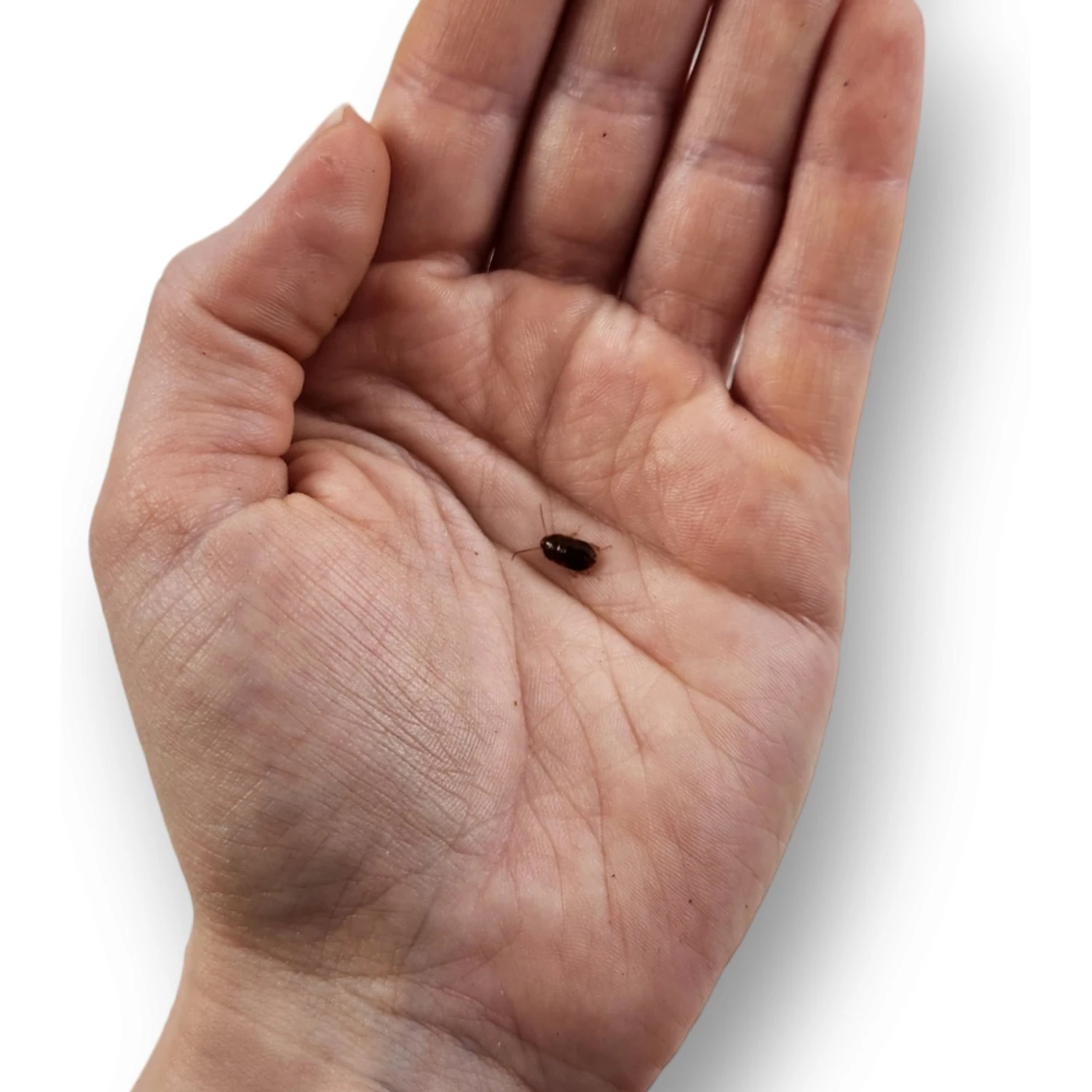 Josh's Frogs Small Orange Head Roaches Live Feed Reptile Food, 1/4 To 1/2-in - Image 4