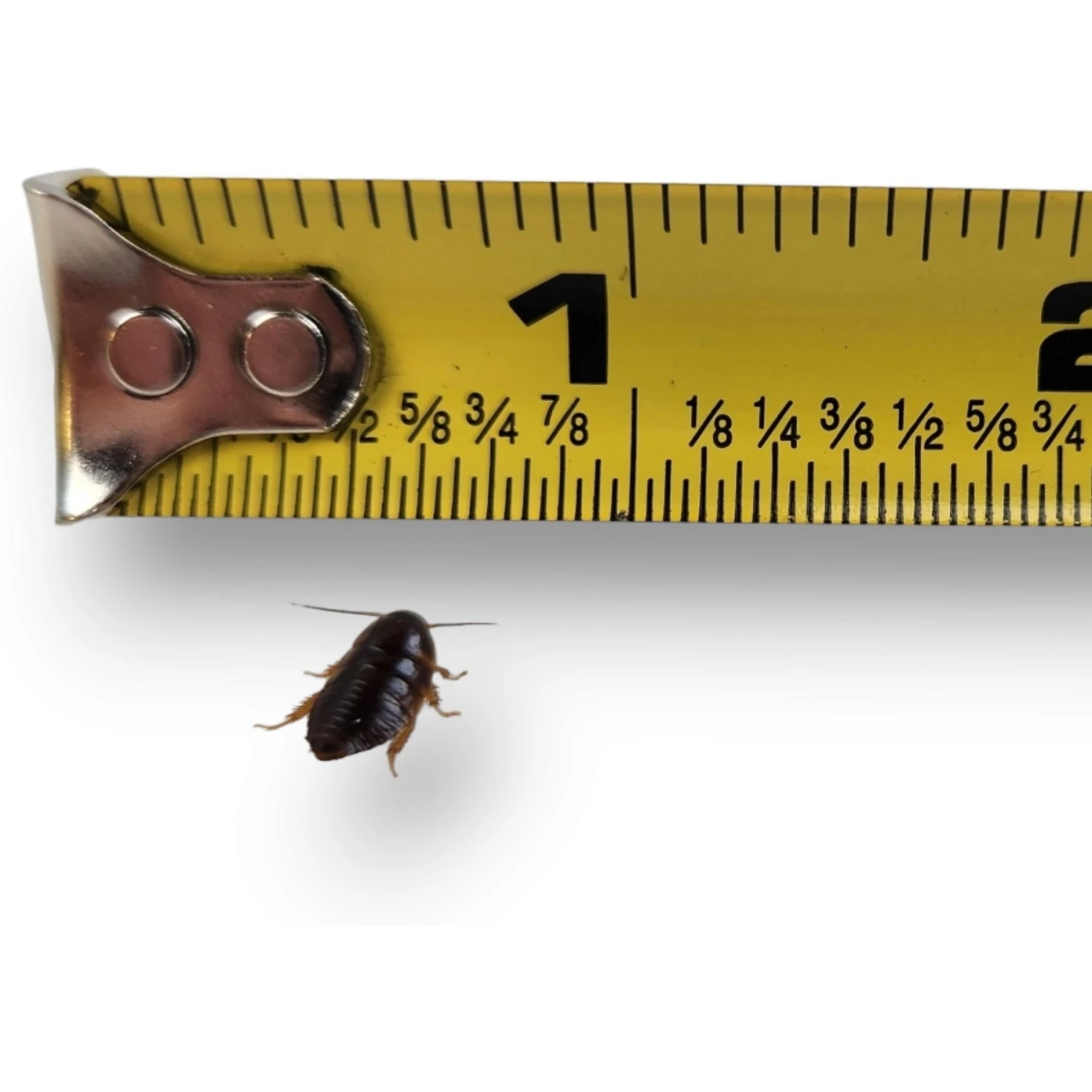 Josh's Frogs Small Orange Head Roaches Live Feed Reptile Food, 1/4 To 1/2-in - Image 5