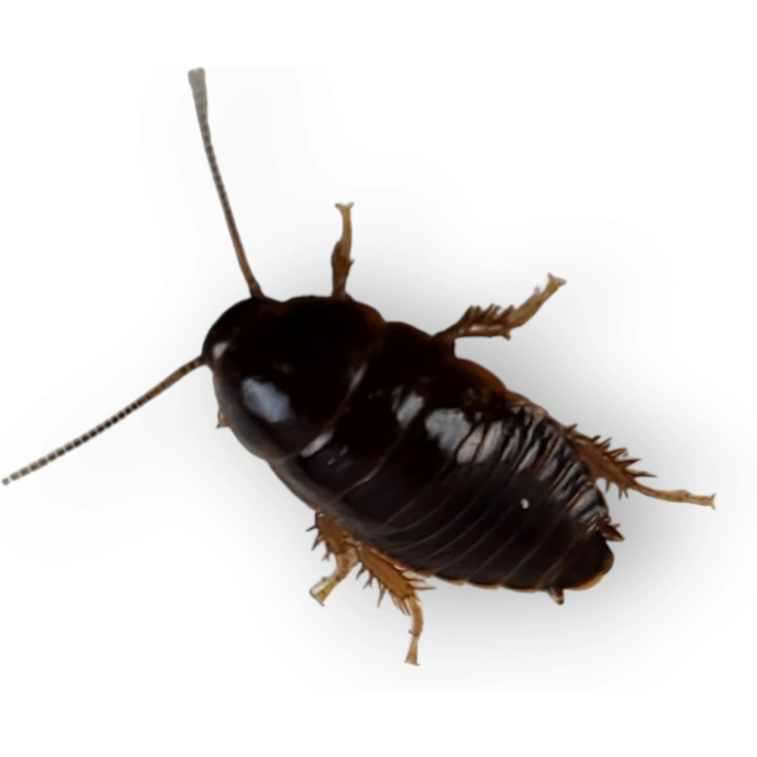 Josh's Frogs Small Orange Head Roaches Live Feed Reptile Food, 1/4 To 1/2-in - Image 6