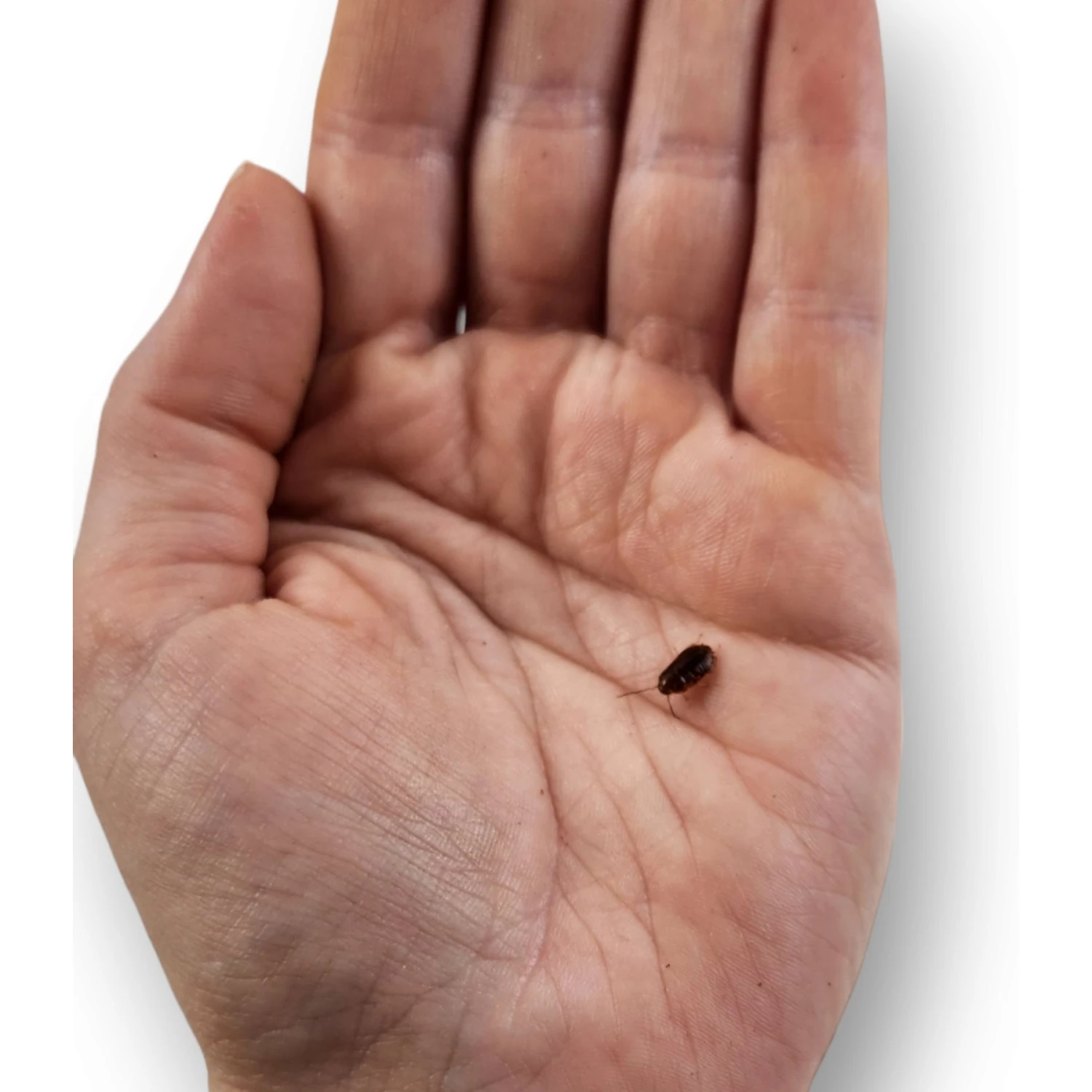 Josh's Frogs Small Orange Head Roaches Live Feed Reptile Food, 1/4 To 1/2-in - Image 7