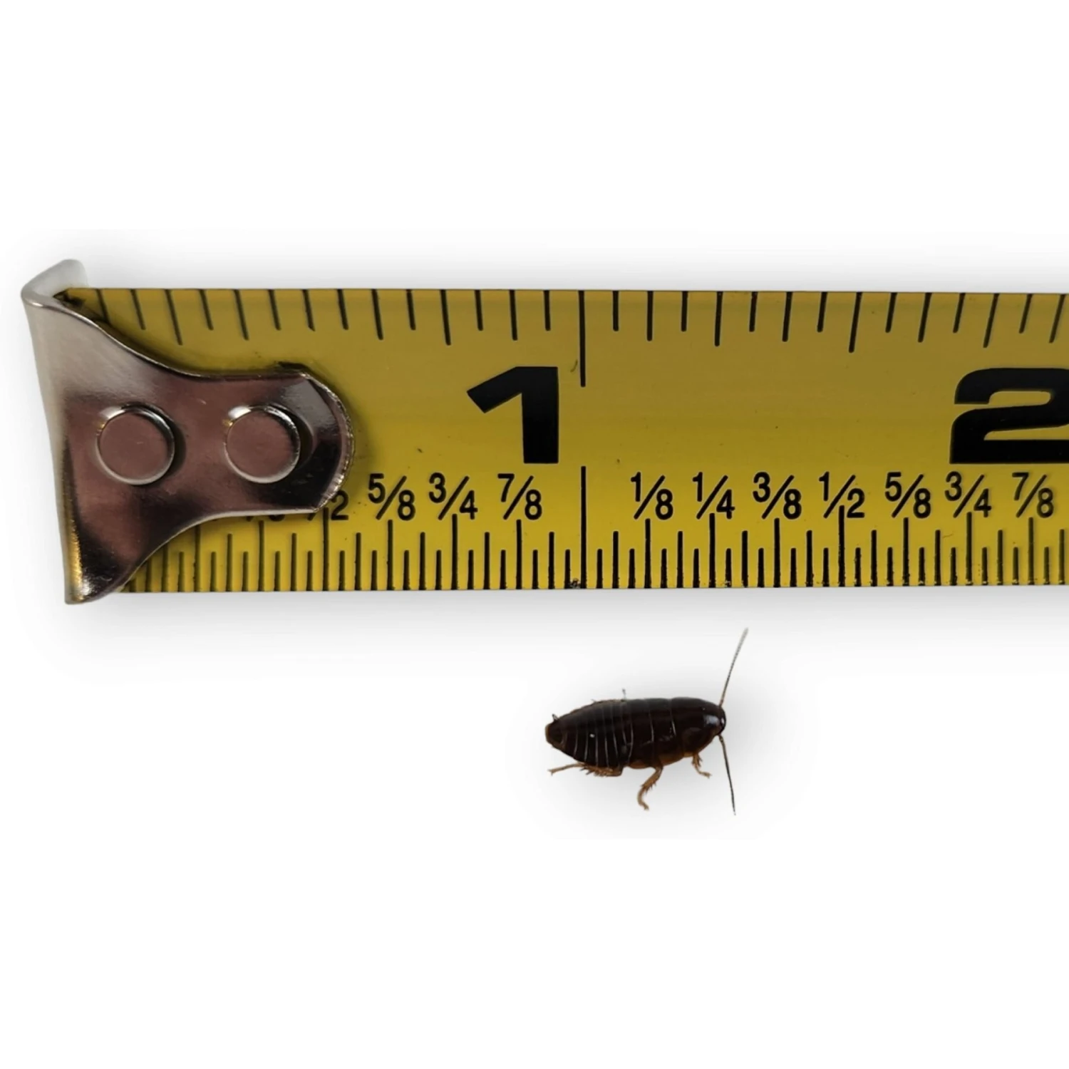 Josh's Frogs Small Orange Head Roaches Live Feed Reptile Food, 1/4 To 1/2-in - Image 8