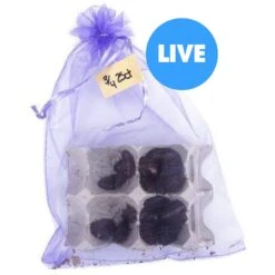 Josh's Frogs Large Orange Head Roaches, 3/4 To 1-in