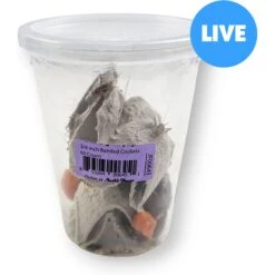 Josh's Frogs Banded Crickets Live Feed Reptile Food, 3/4-in