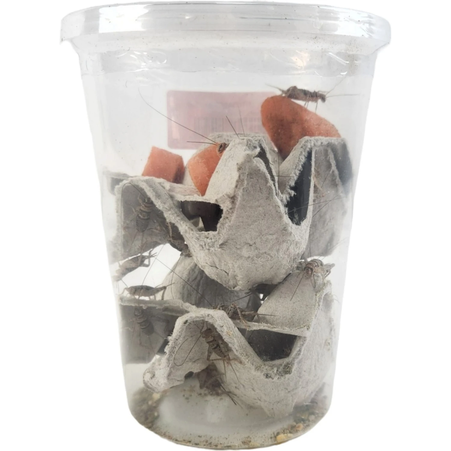 Josh's Frogs Gutloaded Banded Crickets Live Feed Reptile Food, 3/4-in, 60 Count - Image 4