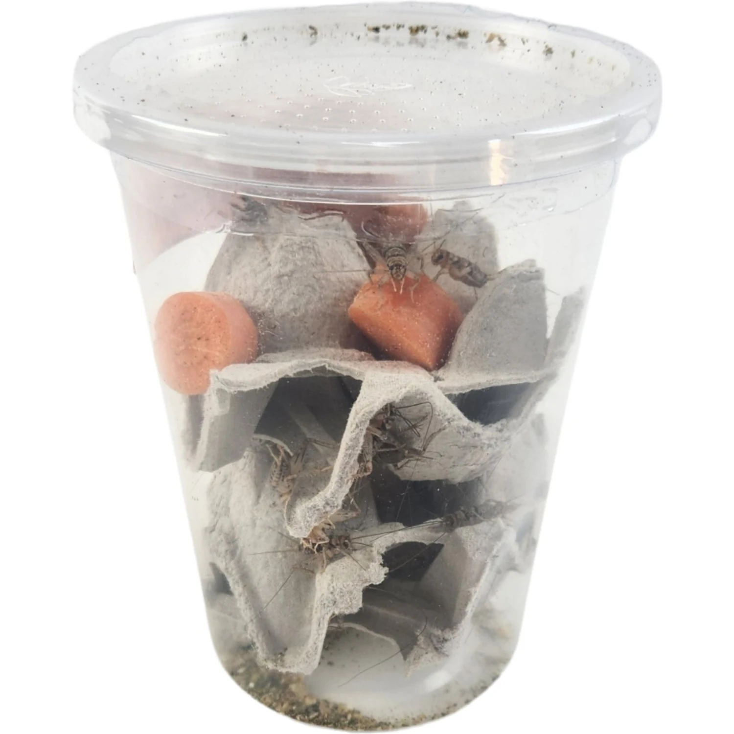 Josh's Frogs Gutloaded Banded Crickets Live Feed Reptile Food, 3/4-in, 60 Count - Image 5