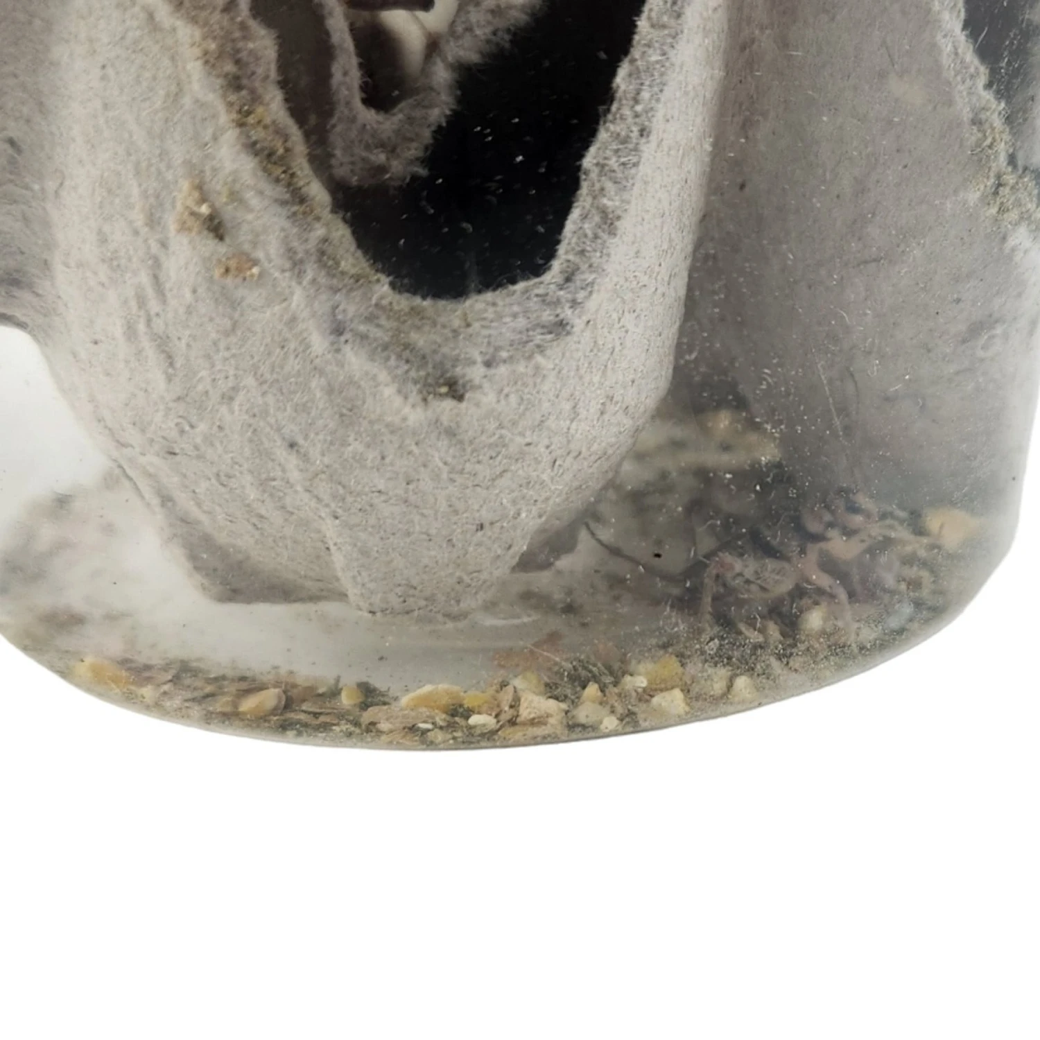 Josh's Frogs Gutloaded Banded Crickets Live Feed Reptile Food, 3/4-in, 60 Count - Image 6