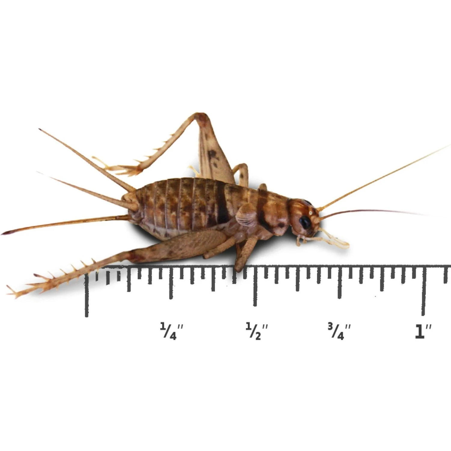 Josh's Frogs Gutloaded Banded Crickets Live Feed Reptile Food, 3/4-in, 60 Count - Image 7