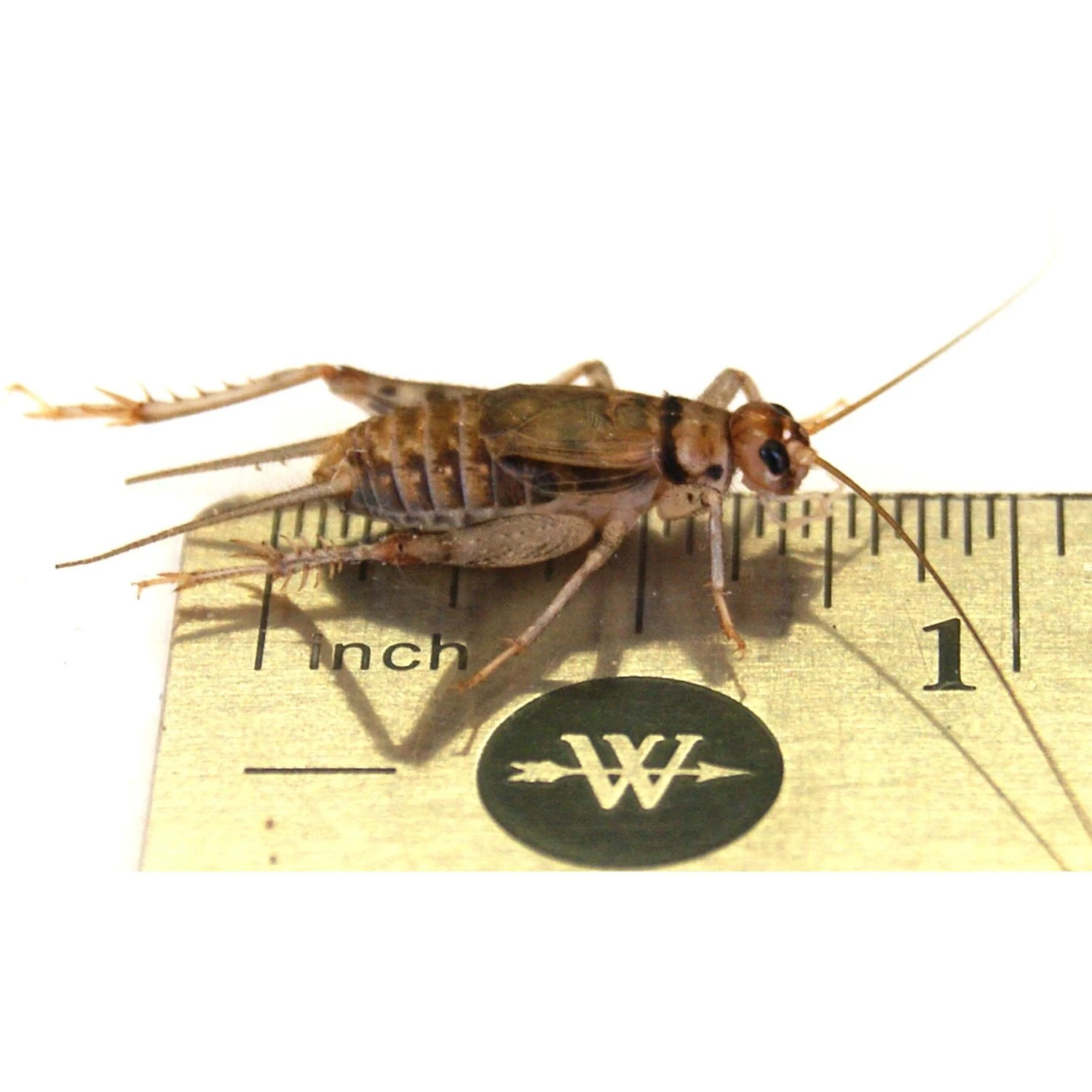 Josh's Frogs Gutloaded Banded Crickets Live Feed Reptile Food, 3/4-in, 60 Count - Image 8