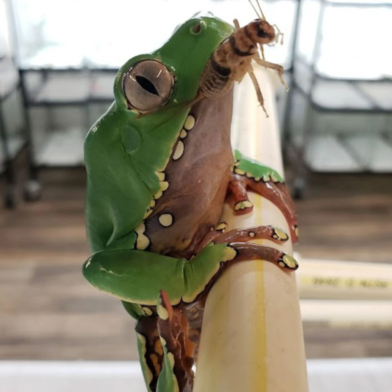 Josh's Frogs Gutloaded Banded Crickets Live Feed Reptile Food, 3/4-in, 60 Count - Image 9