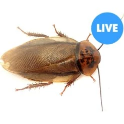 Josh's Frogs Adult Female Orange Head Roach Live Feed Reptile Food, 1 Count