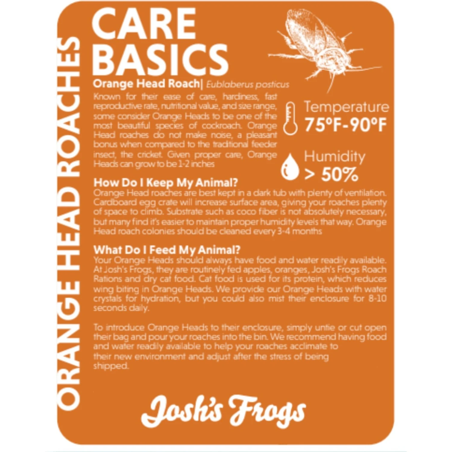 Josh's Frogs Adult Female Orange Head Roach Live Feed Reptile Food, 1 Count - Image 2