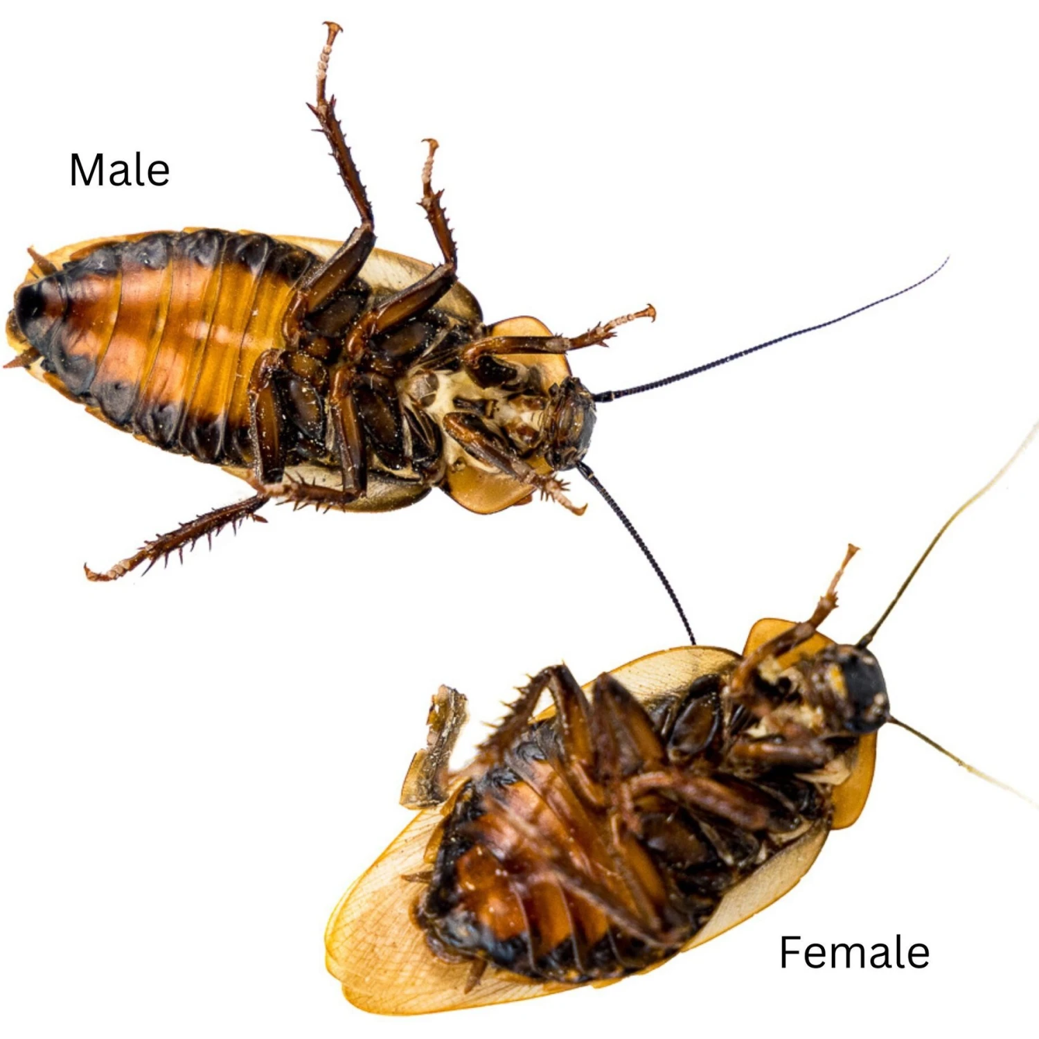 Josh's Frogs Adult Female Orange Head Roach Live Feed Reptile Food, 1 Count - Image 4