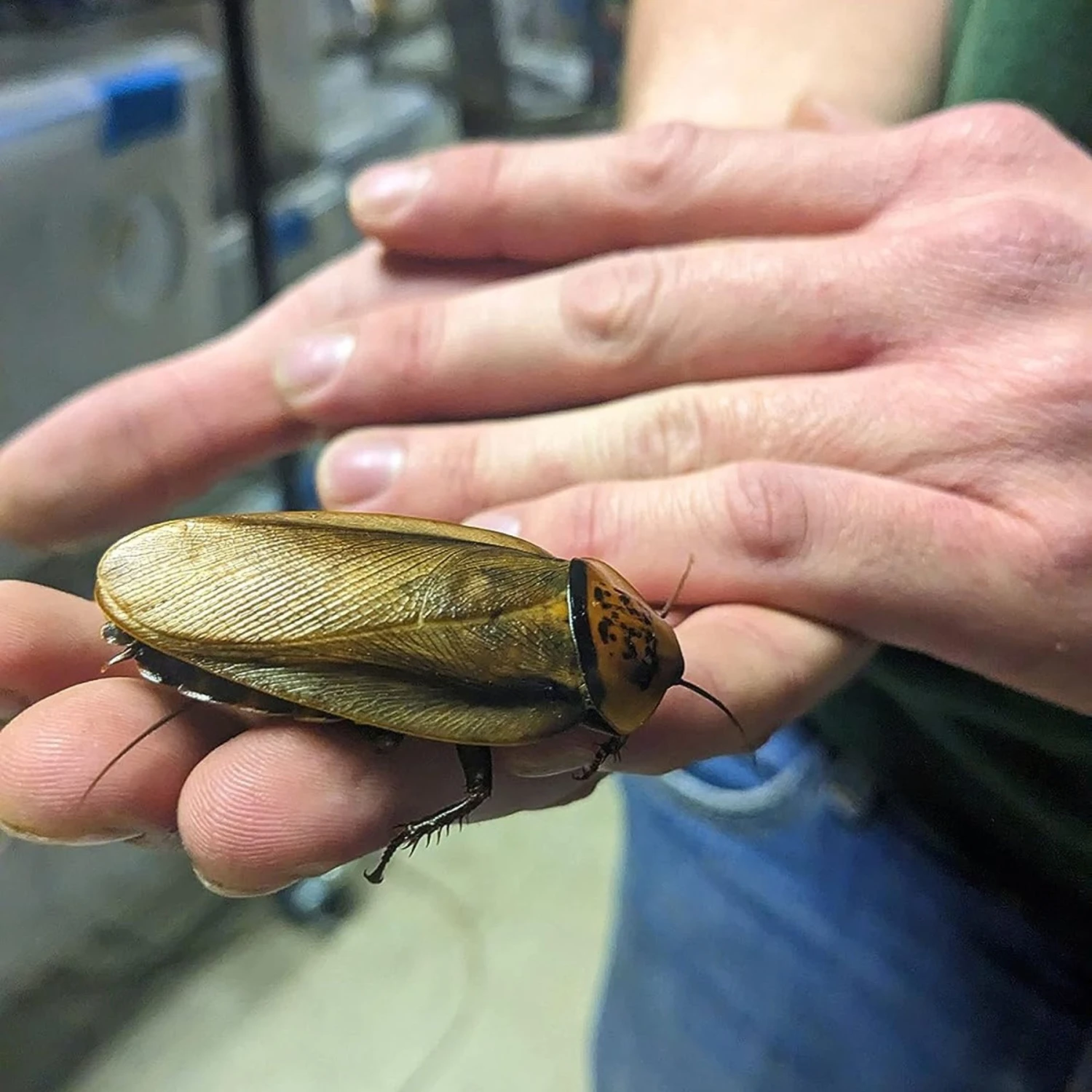 Josh's Frogs Adult Female Orange Head Roach Live Feed Reptile Food, 1 Count - Image 8