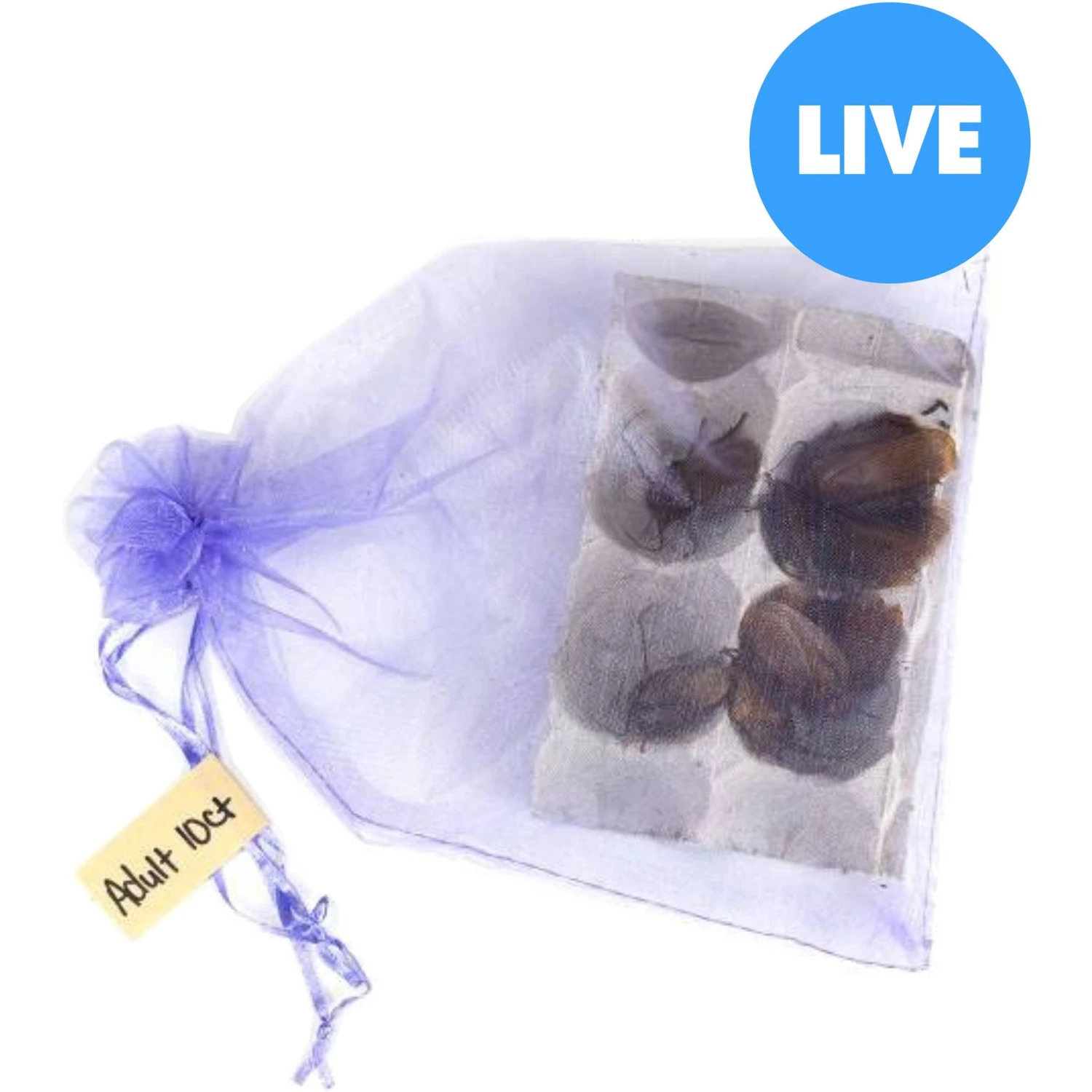 Josh's Frogs Adult Orange Head Roaches Live Feed Reptile Food