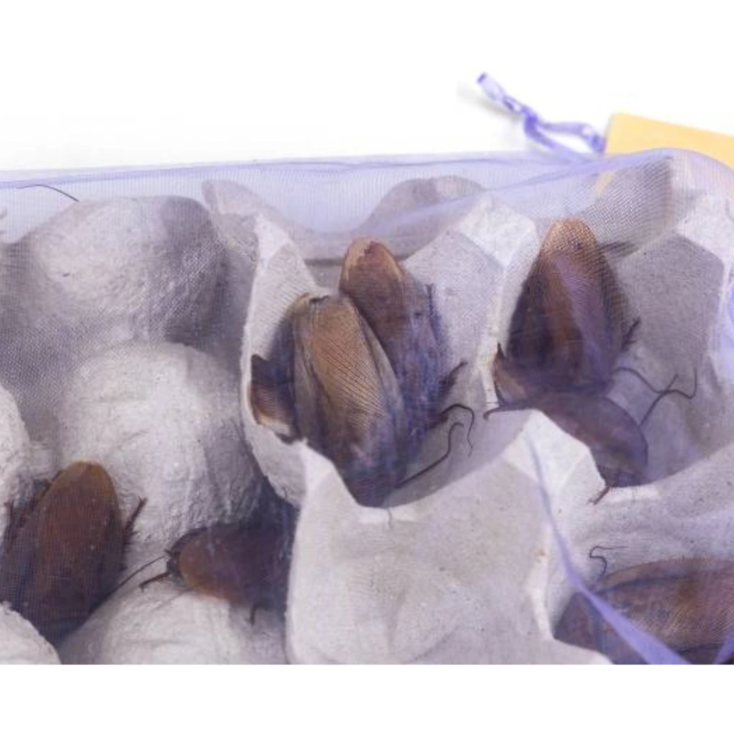 Josh's Frogs Adult Orange Head Roaches Live Feed Reptile Food - Image 3