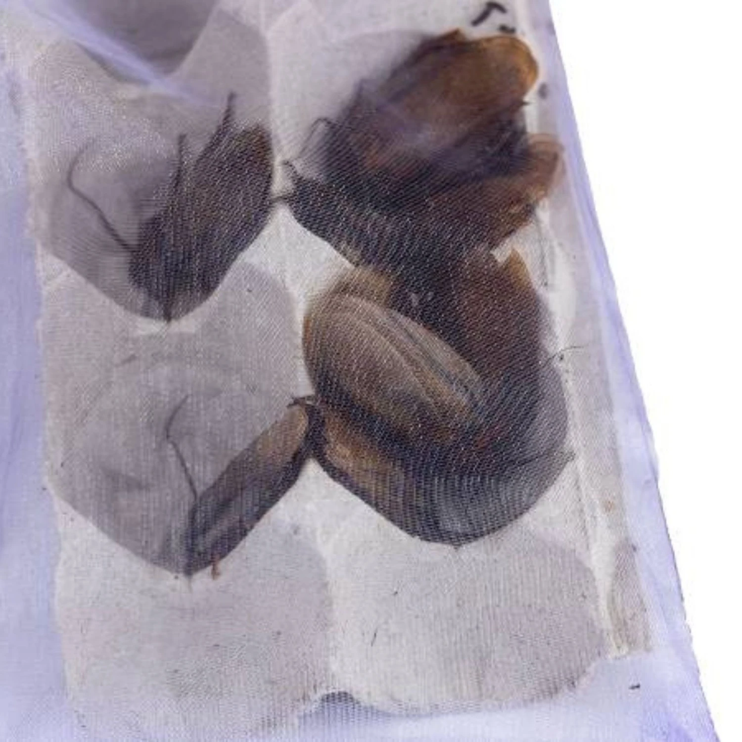 Josh's Frogs Adult Orange Head Roaches Live Feed Reptile Food - Image 4