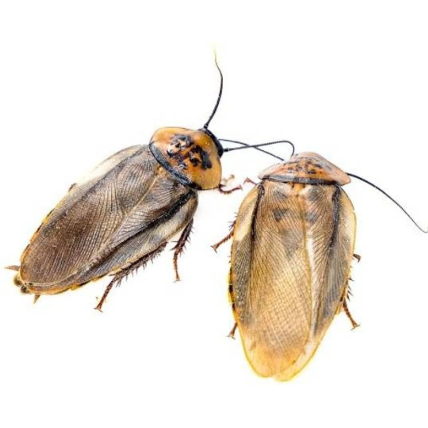 Josh's Frogs Adult Orange Head Roaches Live Feed Reptile Food - Image 5