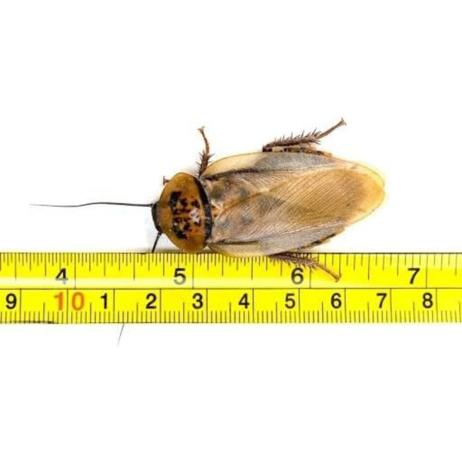 Josh's Frogs Adult Orange Head Roaches Live Feed Reptile Food - Image 6