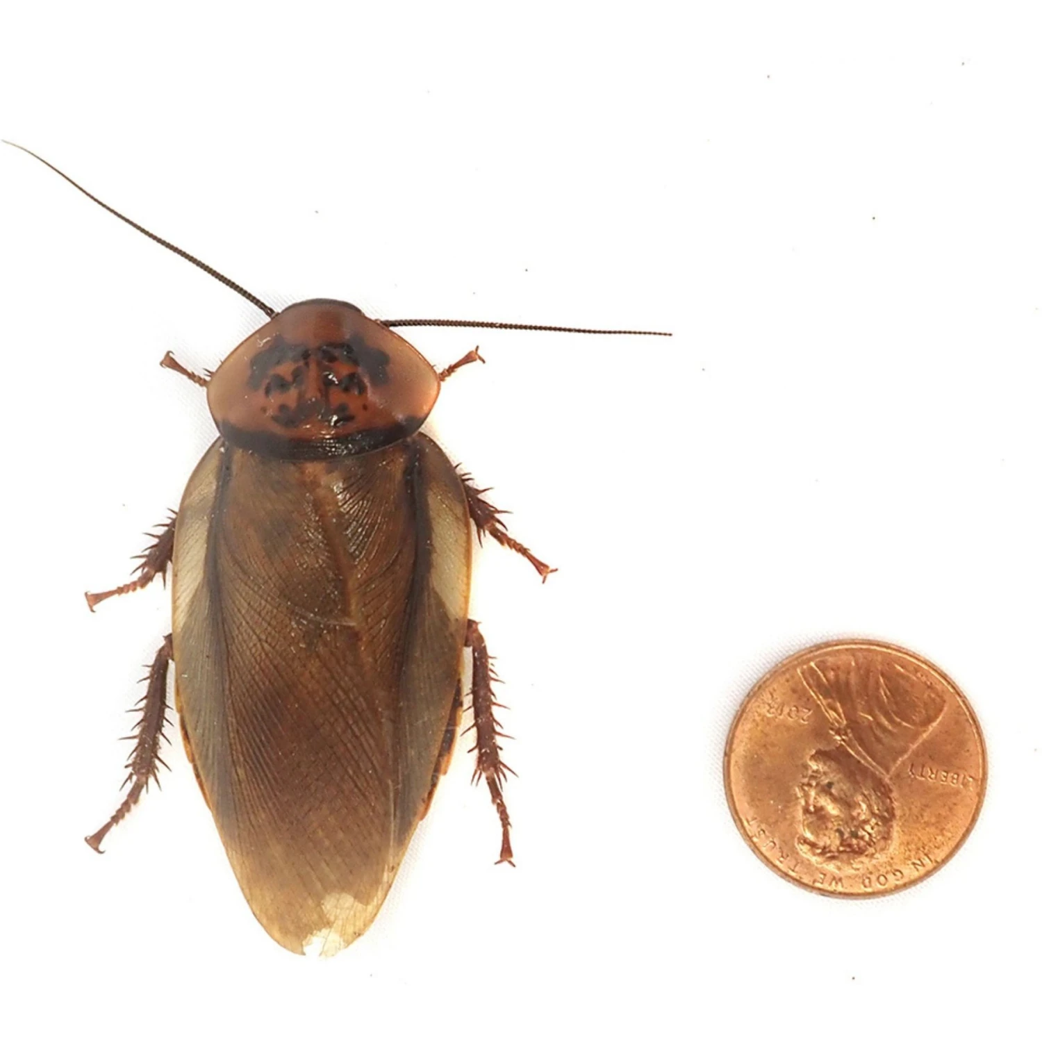 Josh's Frogs Adult Orange Head Roaches Live Feed Reptile Food - Image 7