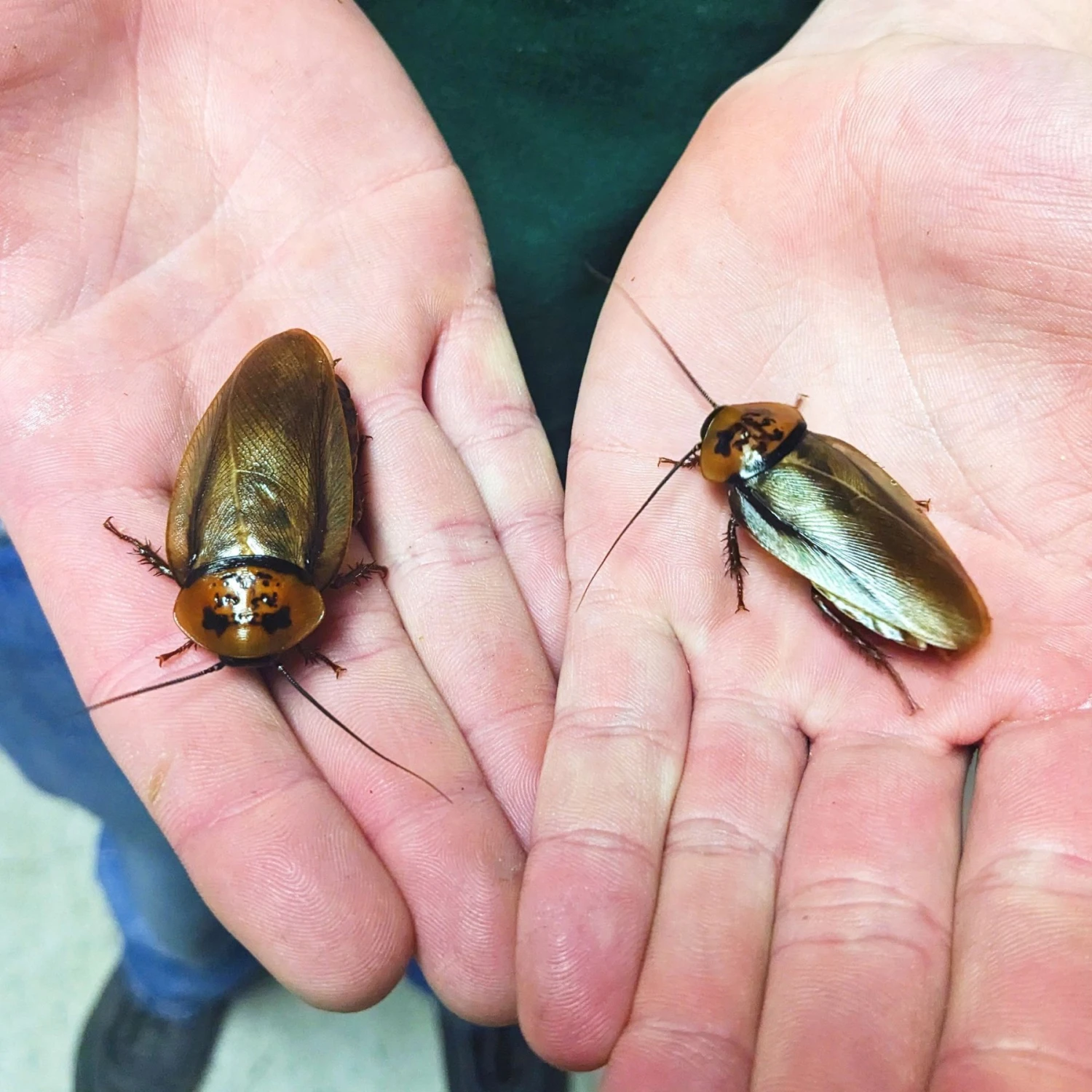 Josh's Frogs Adult Orange Head Roaches Live Feed Reptile Food - Image 8