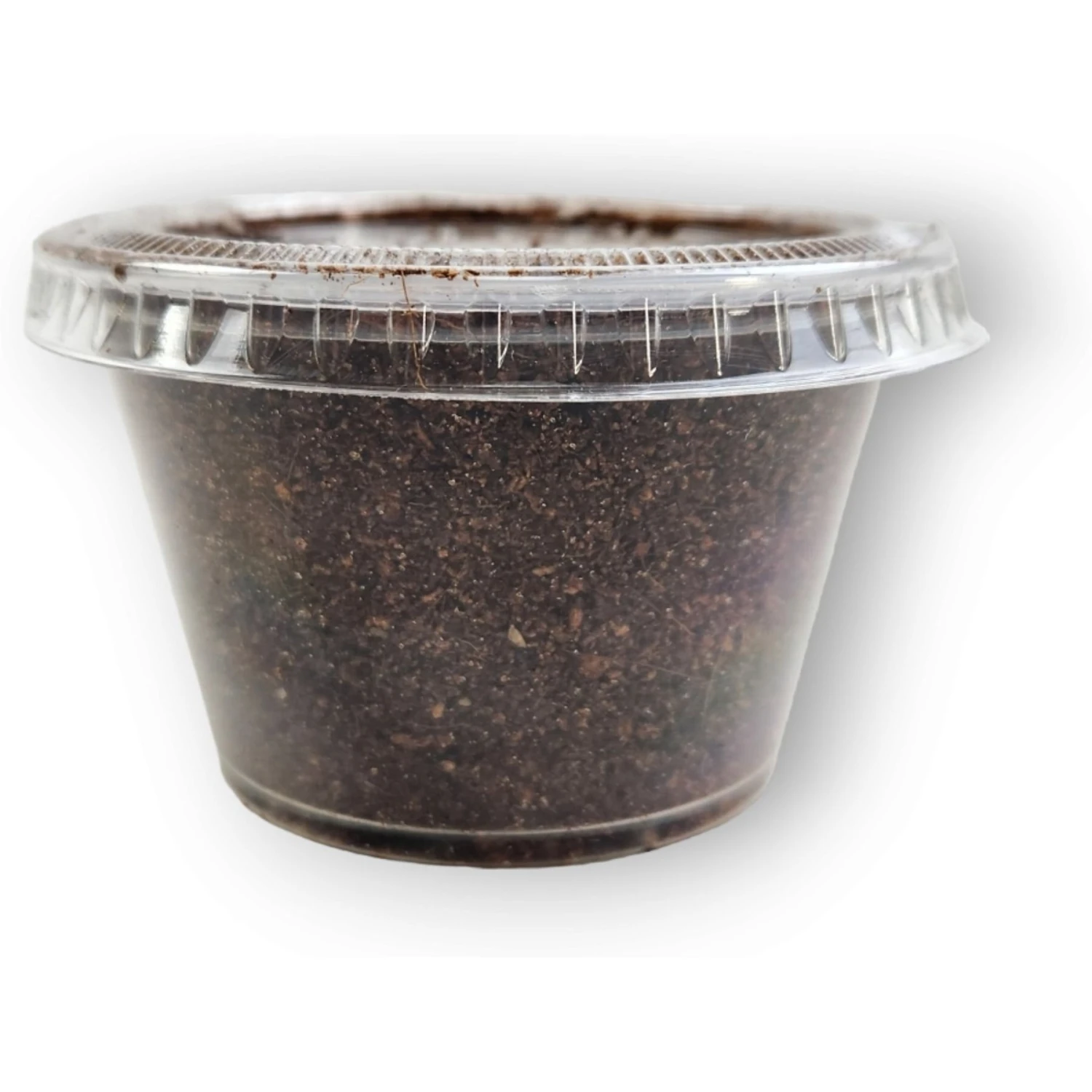 Josh's Frogs Black Soldier Fly Larvae Live Feed Reptile Food - Image 3