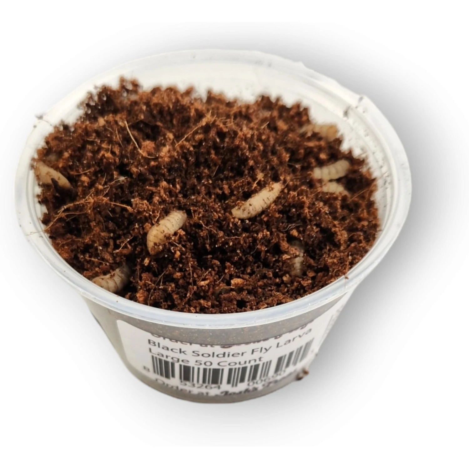 Josh's Frogs Black Soldier Fly Larvae Live Feed Reptile Food - Image 5