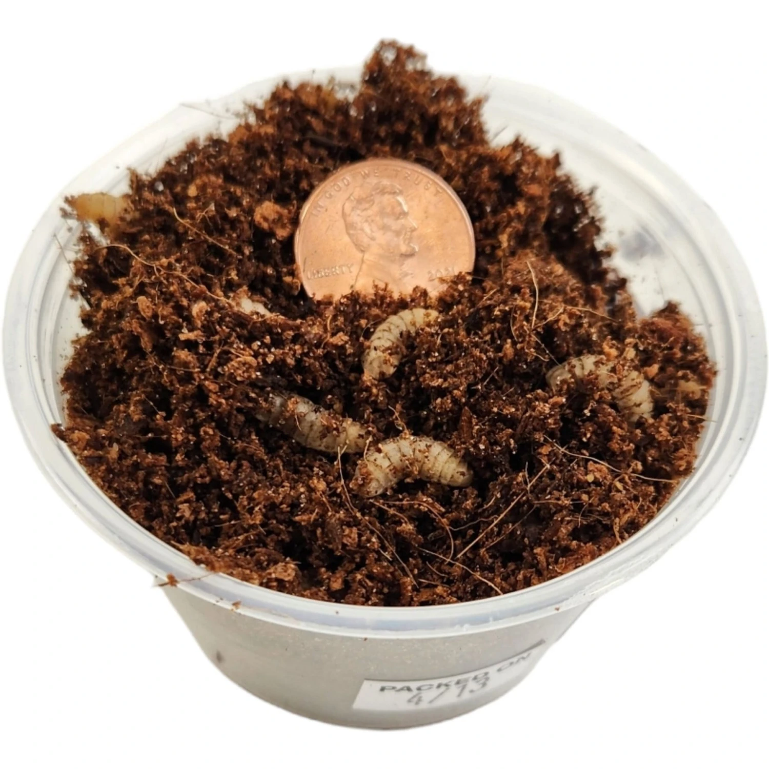 Josh's Frogs Black Soldier Fly Larvae Live Feed Reptile Food - Image 6