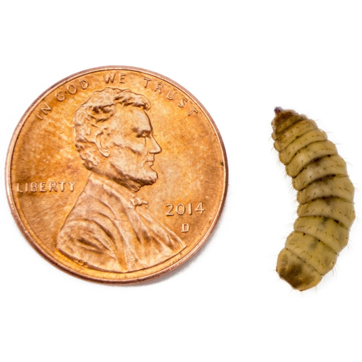Josh's Frogs Black Soldier Fly Larvae Live Feed Reptile Food - Image 8
