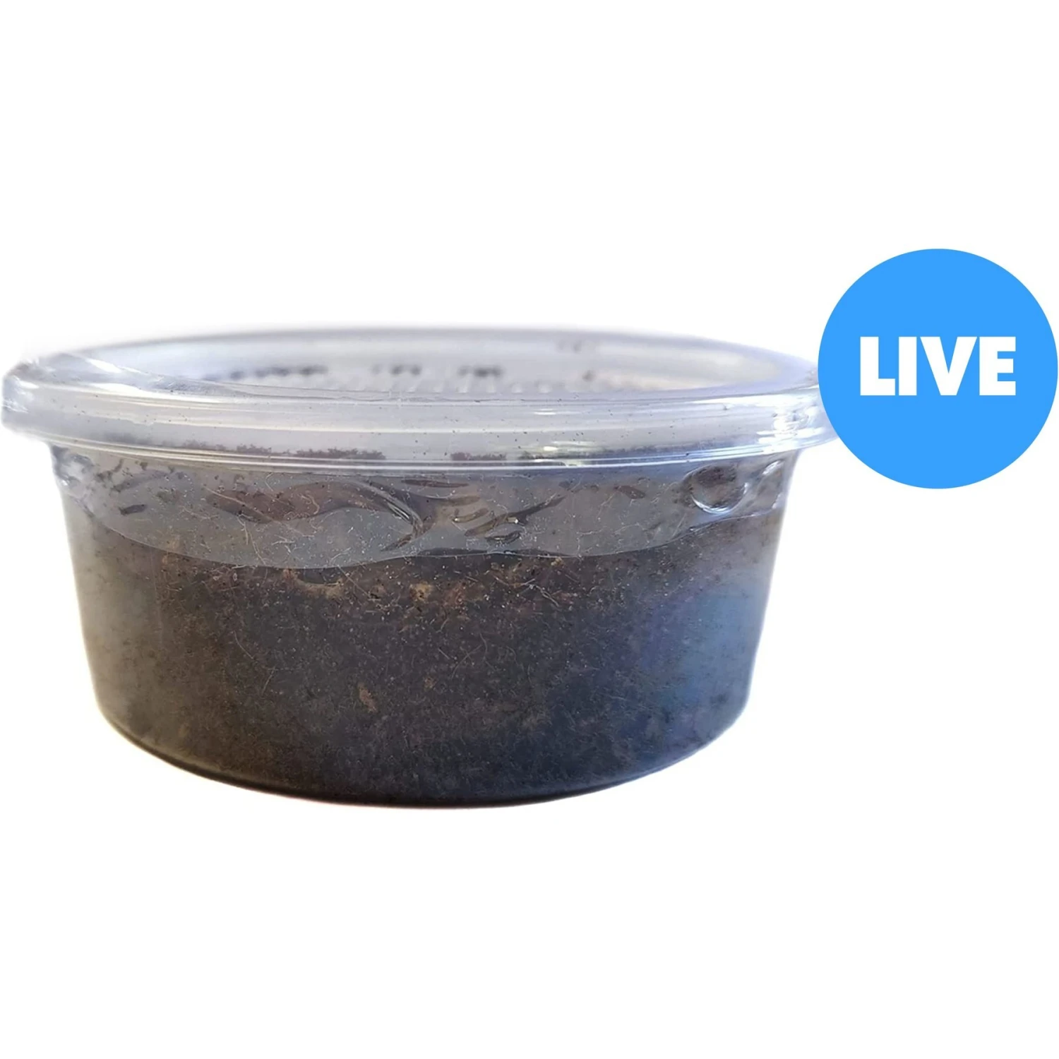 Josh's Frogs Canadian Nightcrawlers/Earthworms Live Feed Reptile Food