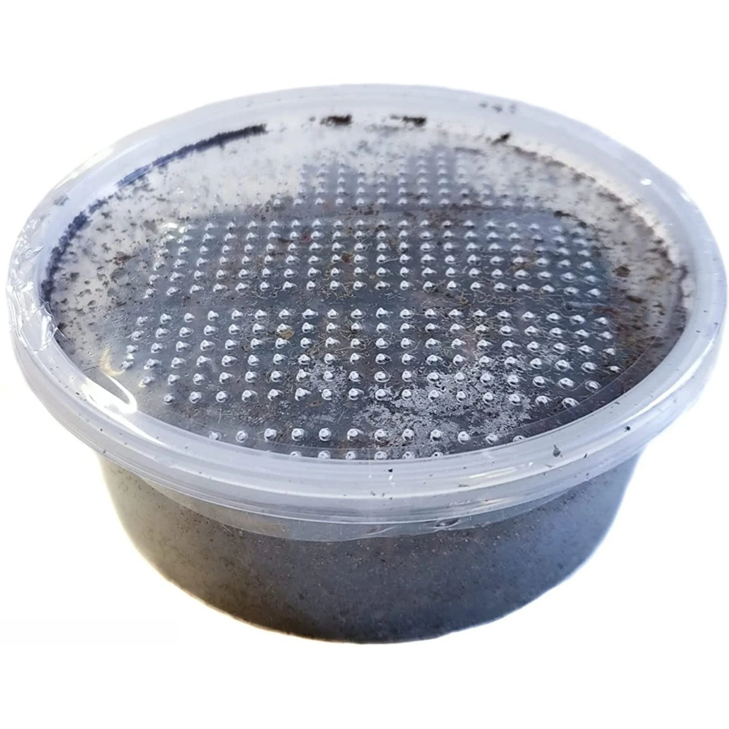 Josh's Frogs Canadian Nightcrawlers/Earthworms Live Feed Reptile Food - Image 2