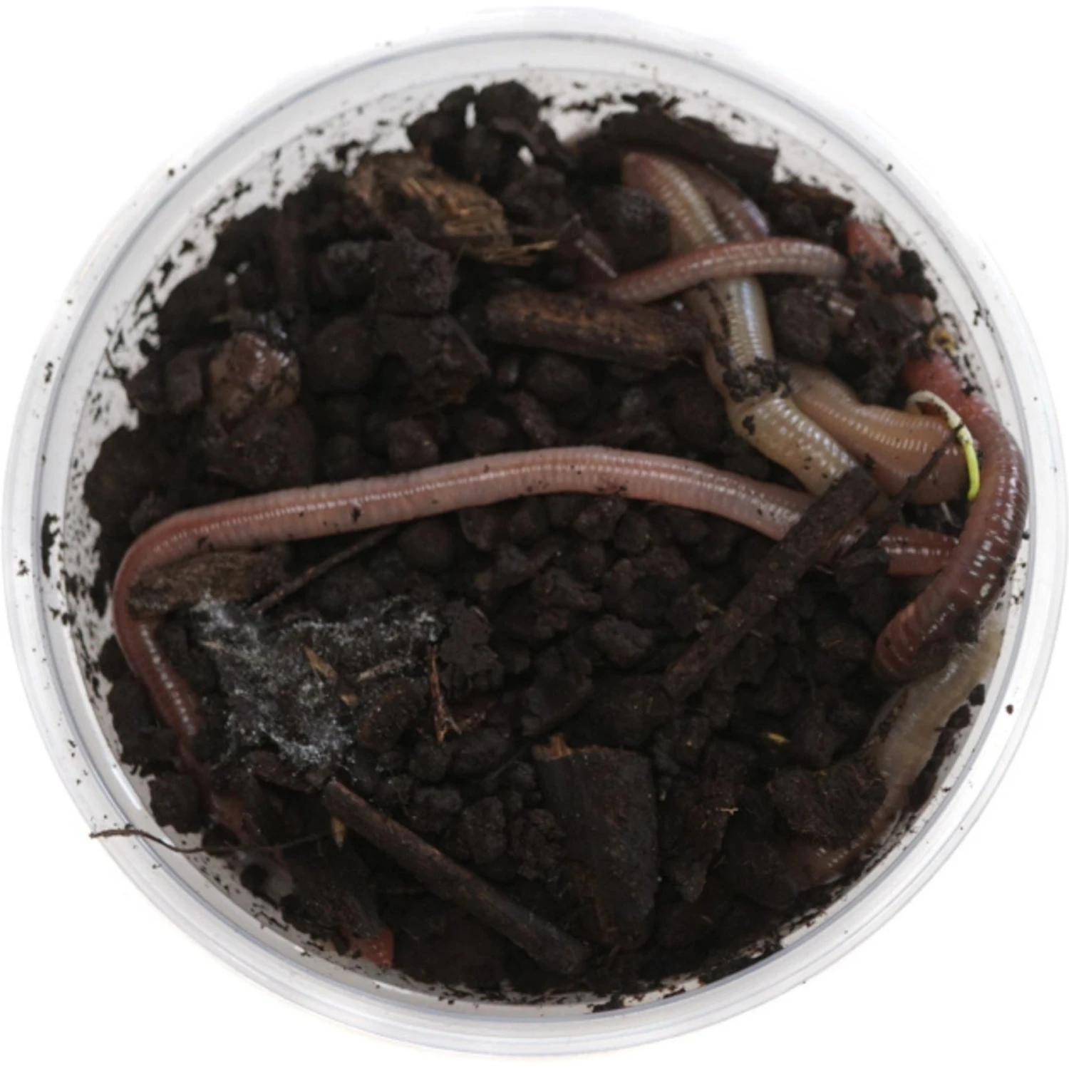 Josh's Frogs Canadian Nightcrawlers/Earthworms Live Feed Reptile Food - Image 3