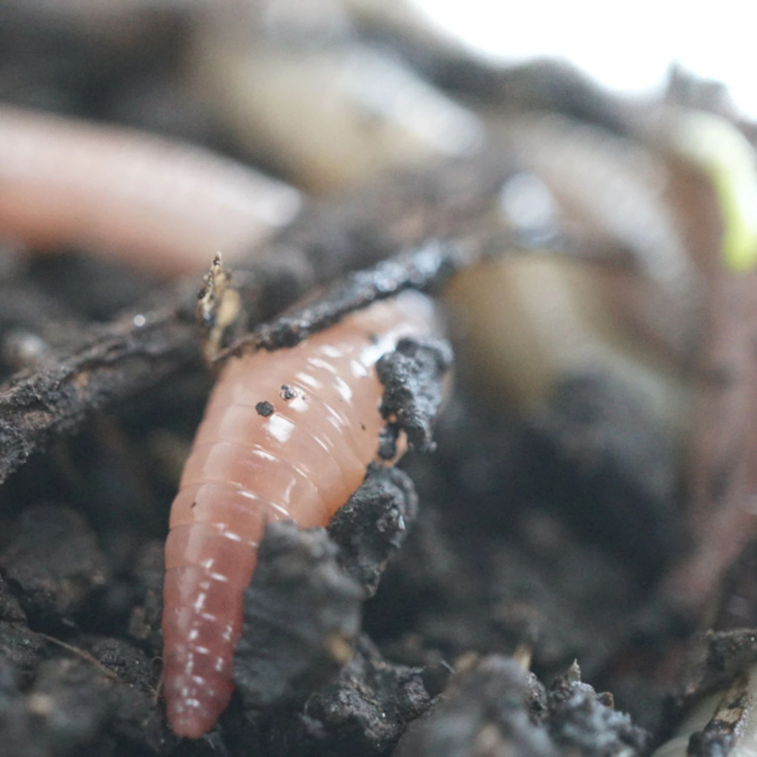 Josh's Frogs Canadian Nightcrawlers/Earthworms Live Feed Reptile Food - Image 4