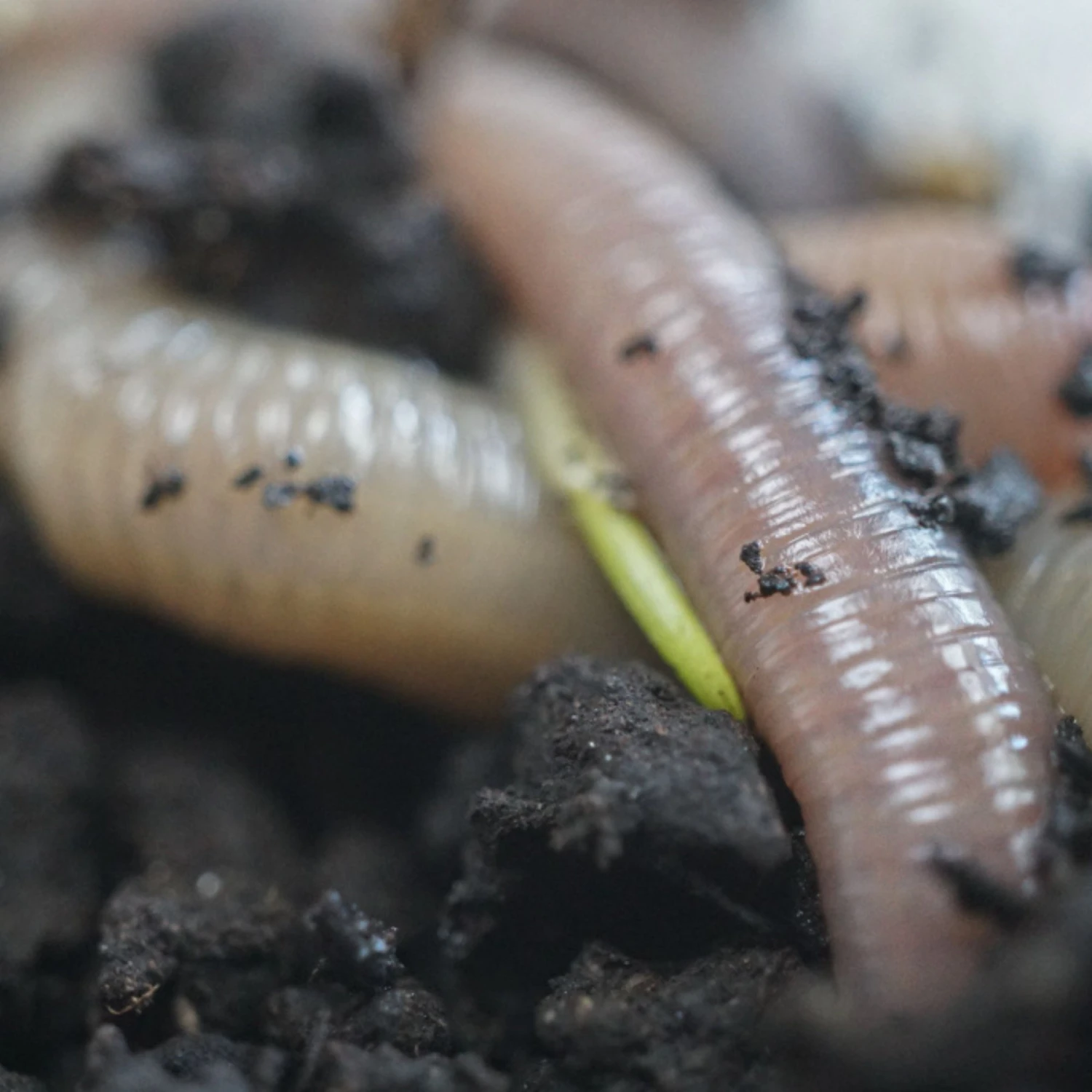 Josh's Frogs Canadian Nightcrawlers/Earthworms Live Feed Reptile Food - Image 5