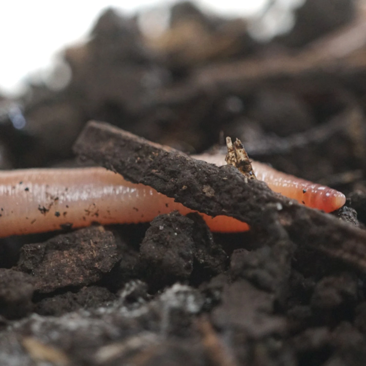 Josh's Frogs Canadian Nightcrawlers/Earthworms Live Feed Reptile Food - Image 6