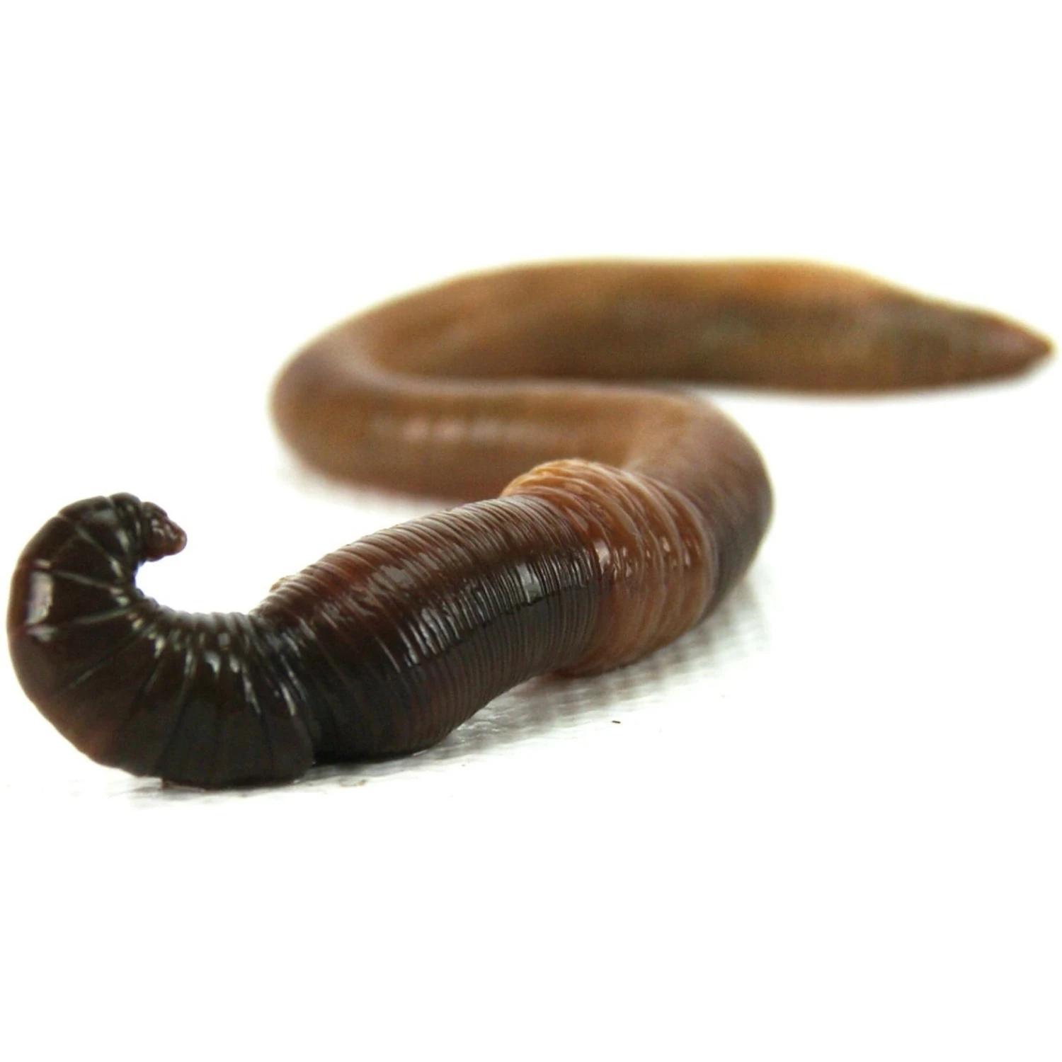 Josh's Frogs Canadian Nightcrawlers/Earthworms Live Feed Reptile Food - Image 7