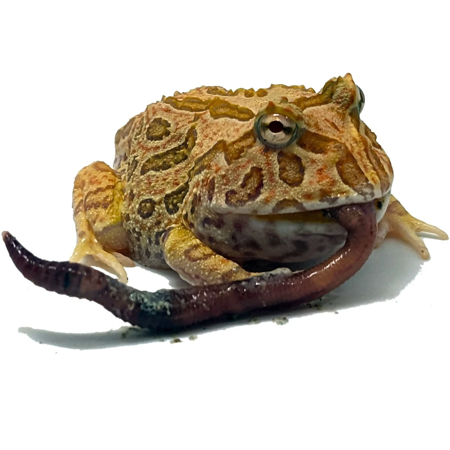 Josh's Frogs Canadian Nightcrawlers/Earthworms Live Feed Reptile Food - Image 8