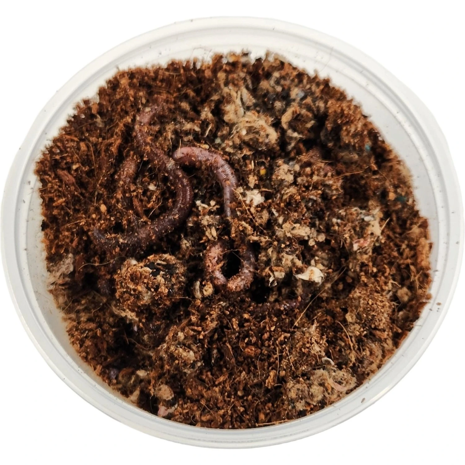 Josh's Frogs European Nightcrawlers Live Feed Reptile Food, 25 Count - Image 4