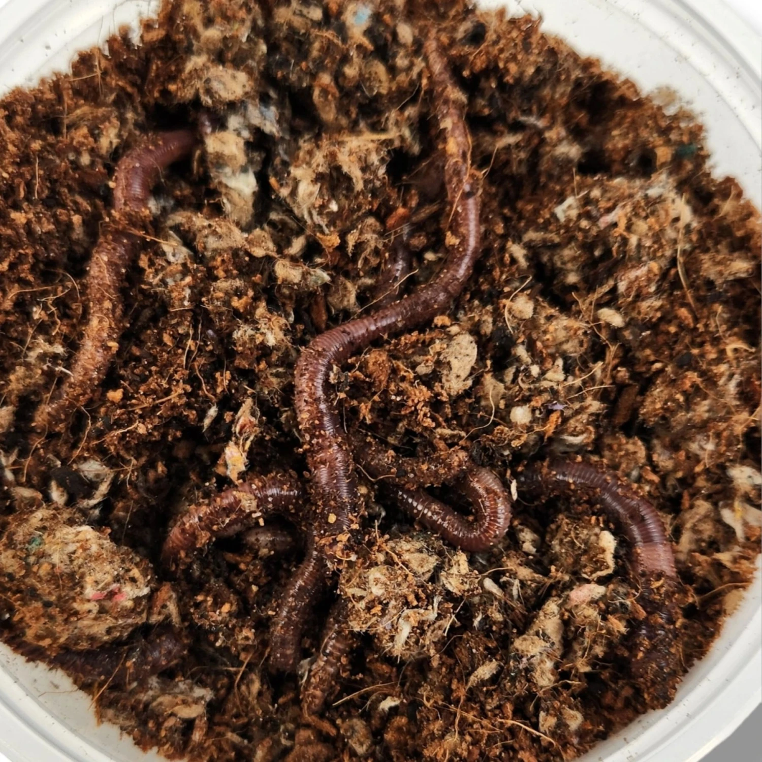 Josh's Frogs European Nightcrawlers Live Feed Reptile Food, 25 Count - Image 5