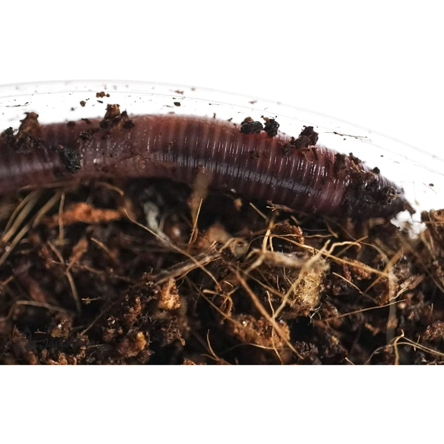 Josh's Frogs European Nightcrawlers Live Feed Reptile Food, 25 Count - Image 7